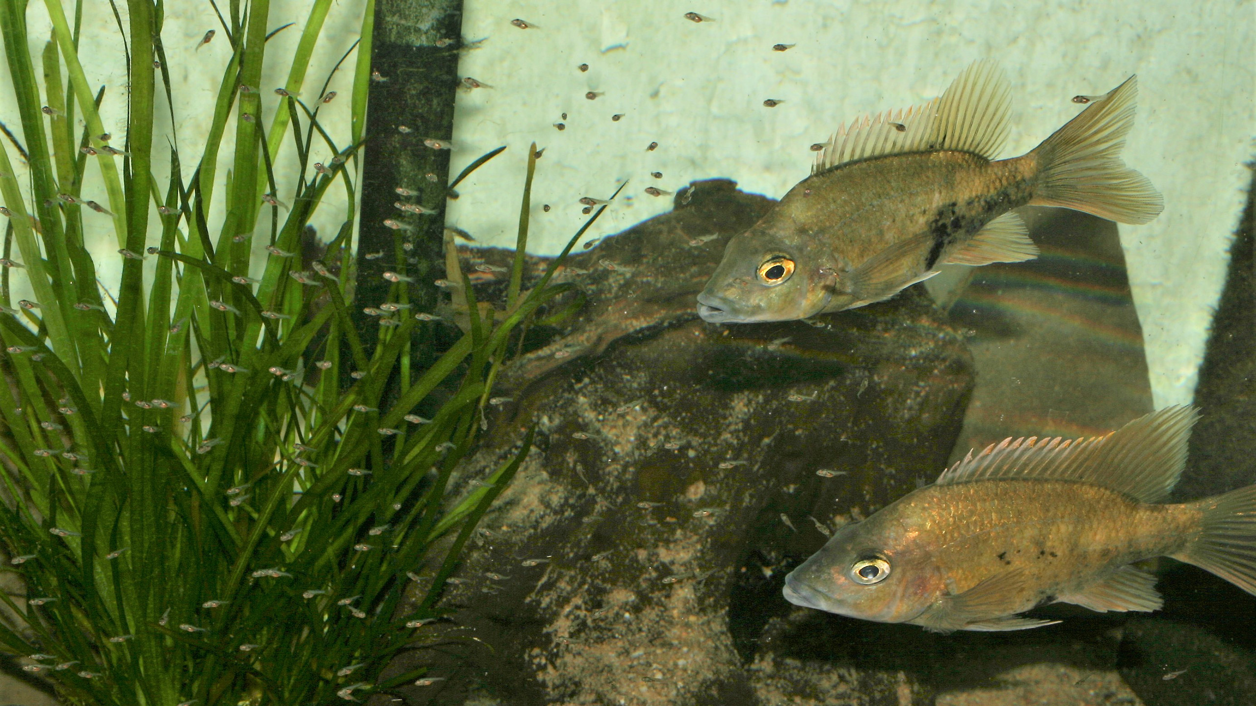 Hope through conservation breeding: pair of Loiselle's cichlids with young at Cologne Zoo | Thomas Ziegler