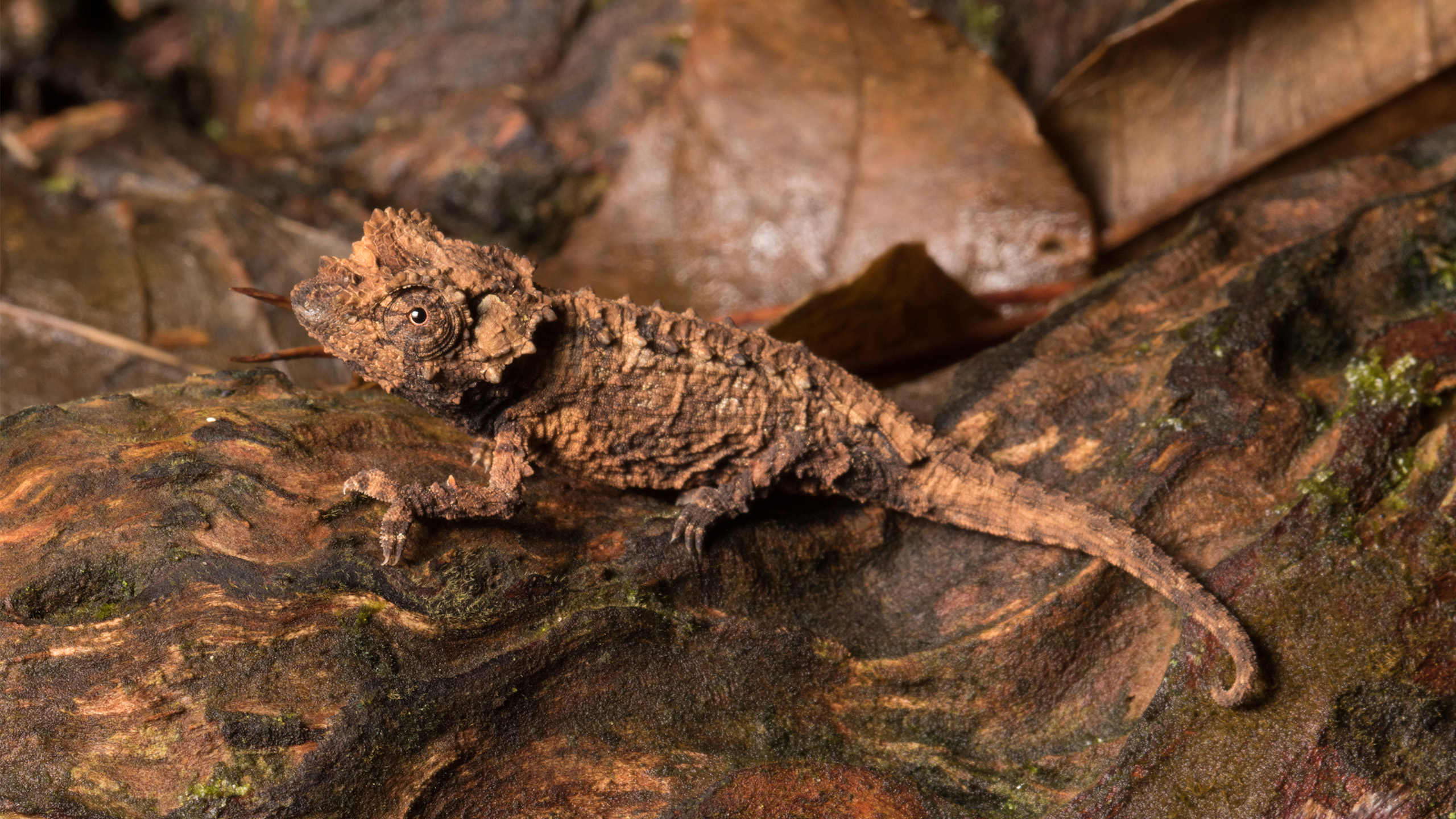 The chameleon Brookesia ebenaui lives endemically in northern Madagascar, can change between different earth tones and is endangered. | Dr. Alexandra Laube