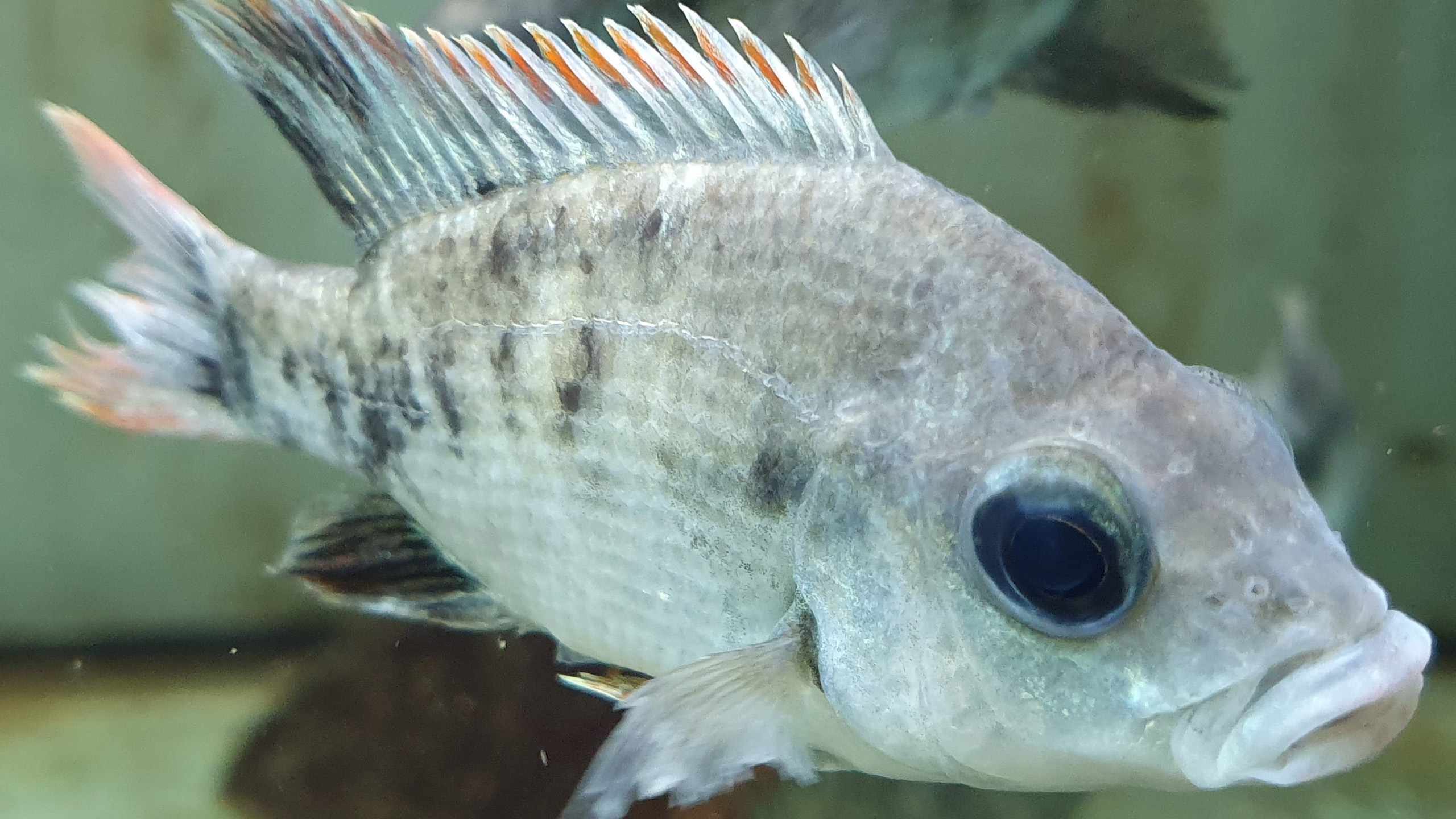 The Mangarahara cichlid (Ptychochromis insolitus) was considered the "rarest fish in the world". Citizen Conservation also runs a conservation breeding program for it. | Thomas Ziegler