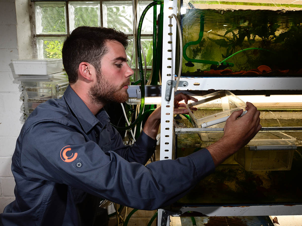 Coordinated conservation breeding programs are necessary to preserve the species in the long term. Dedicated experts are needed to ensure the survival of the fire salamander in human care. | Benny Trapp, Frogs & Friends