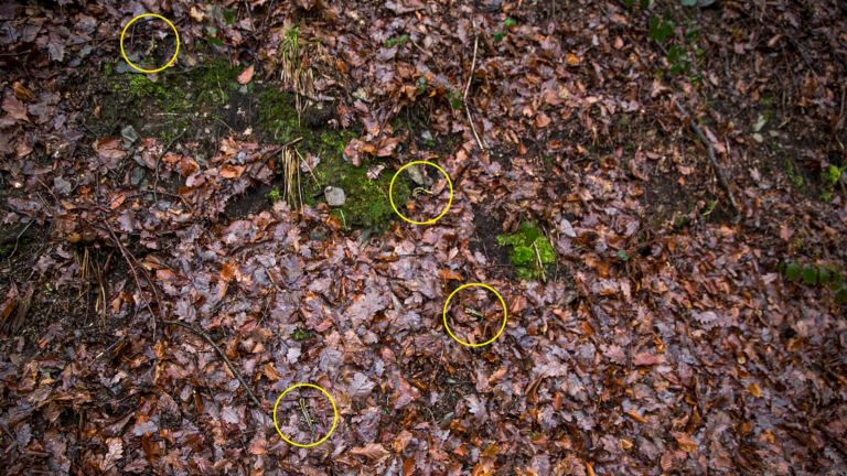 The fungus causes mass mortality in fire salamanders, as seen here in a forest near Remscheid, Germany | Rainer Stawikowski