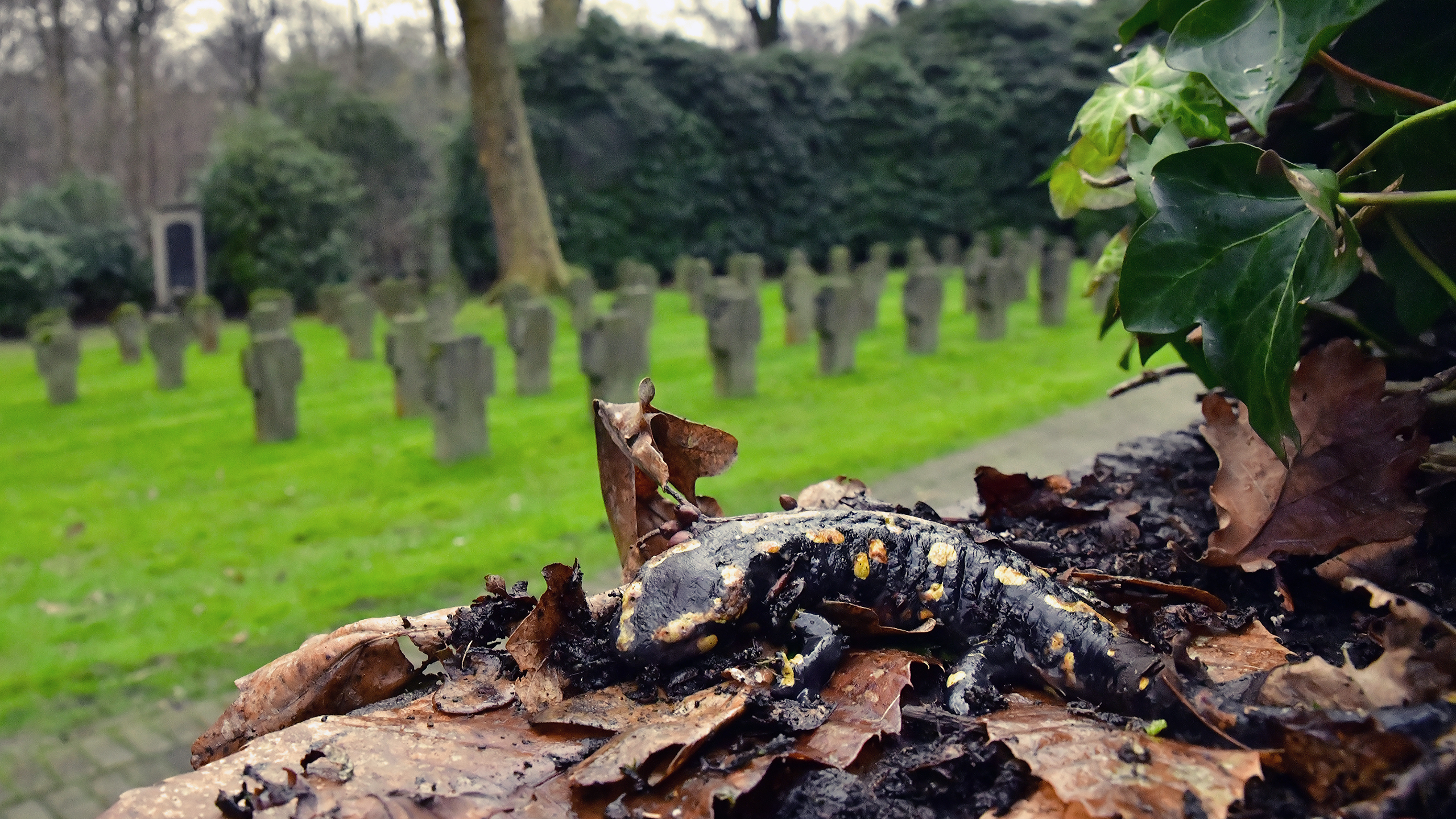 Symbolic: fire salamander perished from bsal at Essen's Southwest Cemetery | Miguel Vences