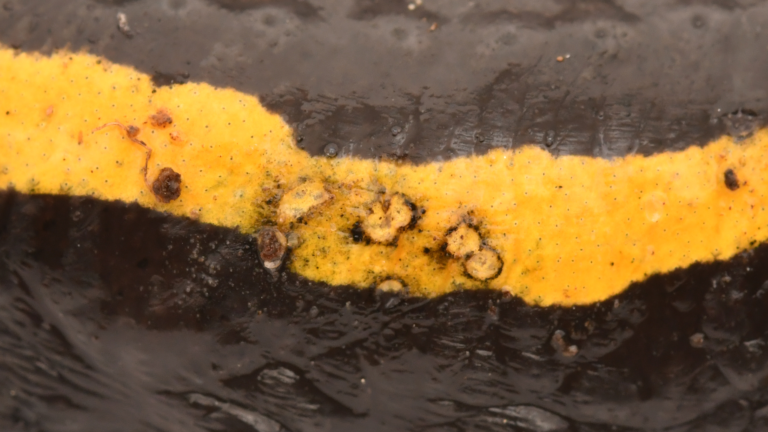 Der Salamanderfresser-Pilz frisst regelrecht Löcher in die Haut der Tiere. | Miguel Vences