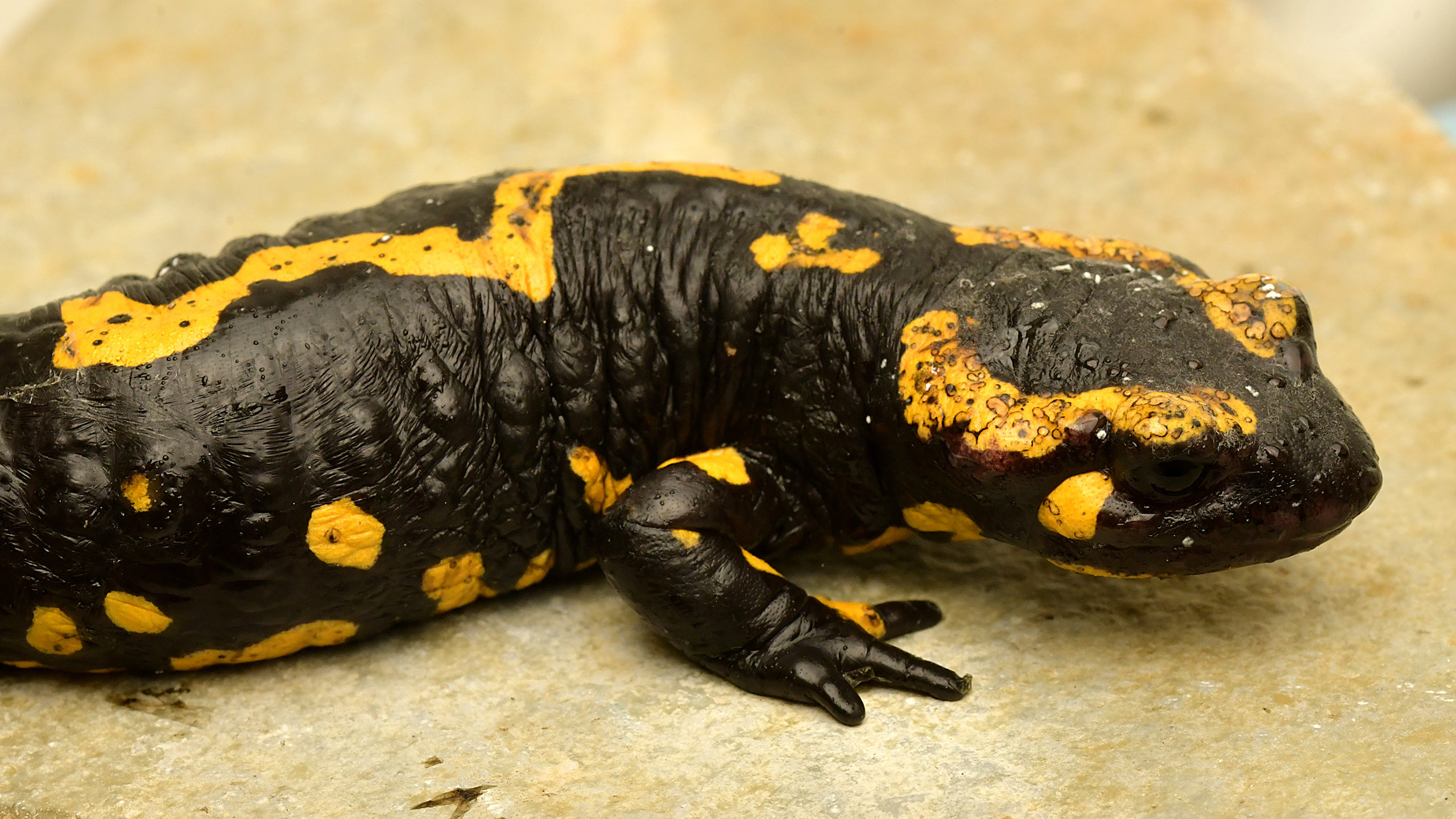 Highly Bsal infected fire salamander - here you can see the disease with the naked eye. | Miguel Vences
