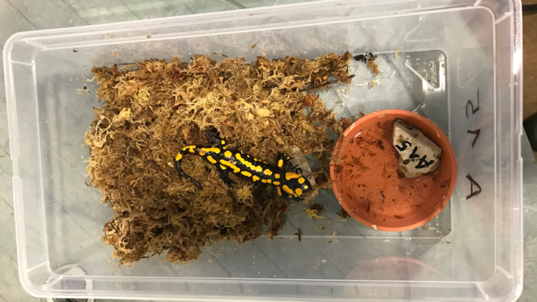 Saved! Fire salamander cured by heat treatment of Bsal in Nuremberg Zoo | Jörg Beckmann, Tiergarten Nürnberg
