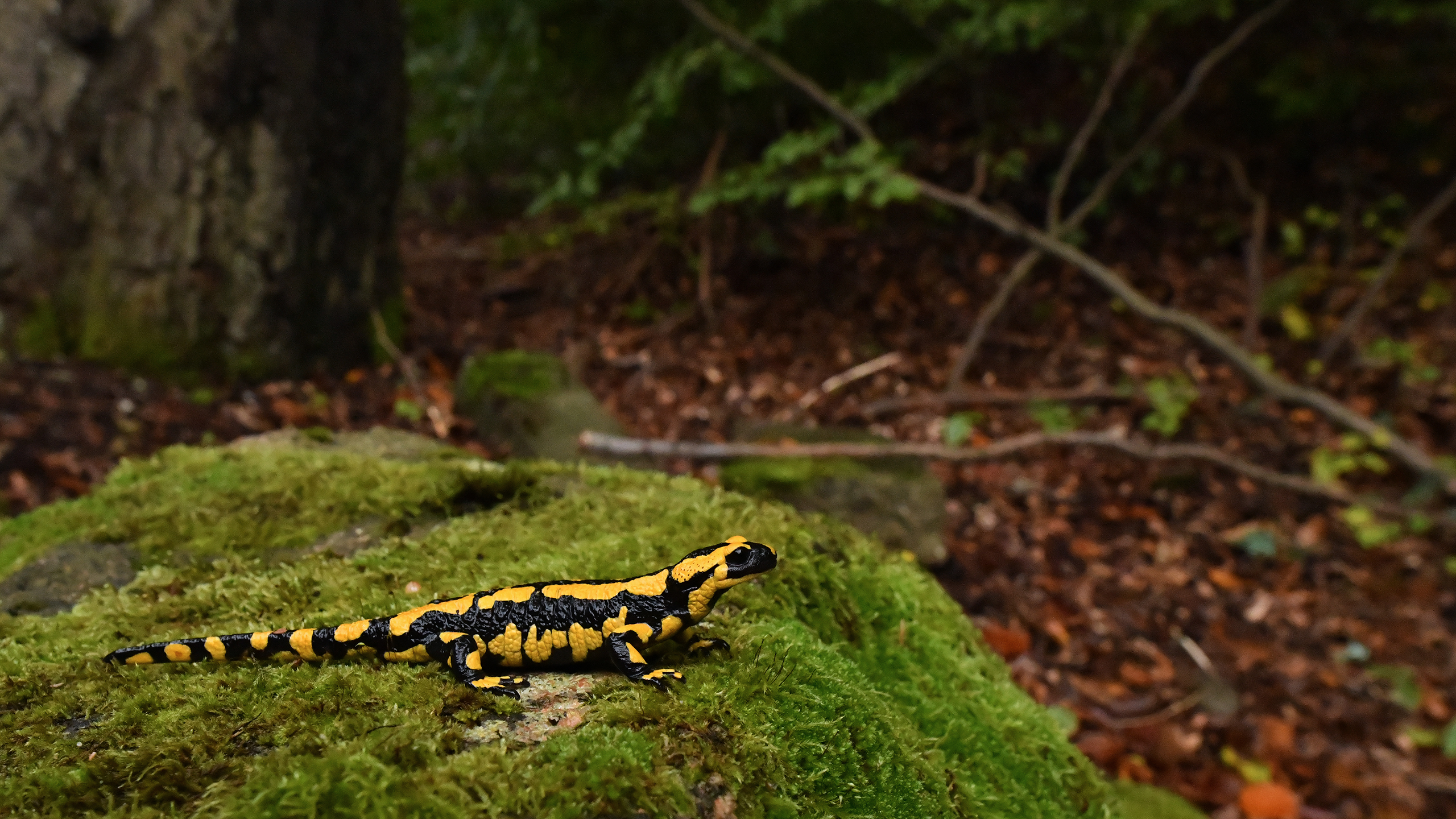 Salamandra s. terrestris from the Harz | Miguel Vences 