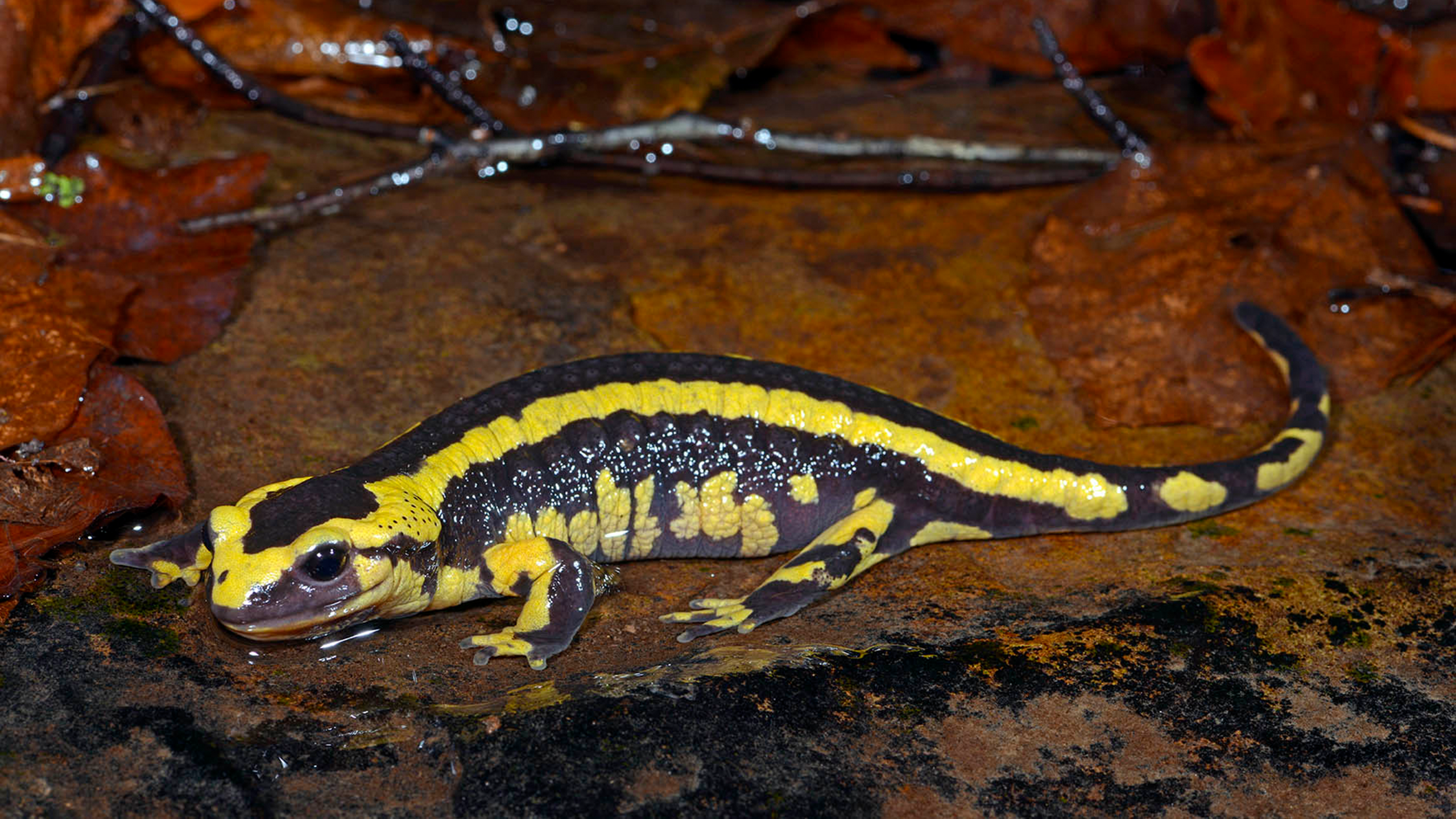 No two fire salamanders are alike. Here a Salamandra s. terrestris from Wuppertal .... | Benny Trapp 