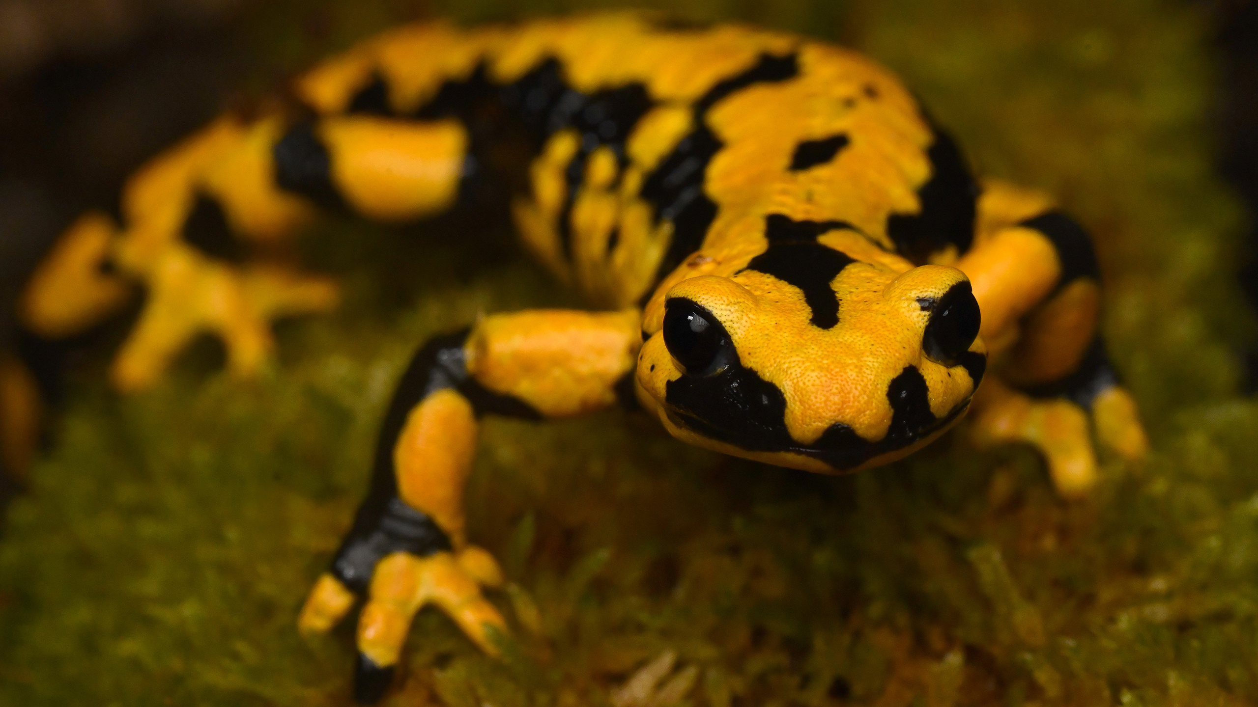 In addition to the individual ones, there are also regional differences. In Solling, there are particularly many fire salamanders (Salamandra s. terrestris) with a high proportion of yellow. | Miguel Vences 