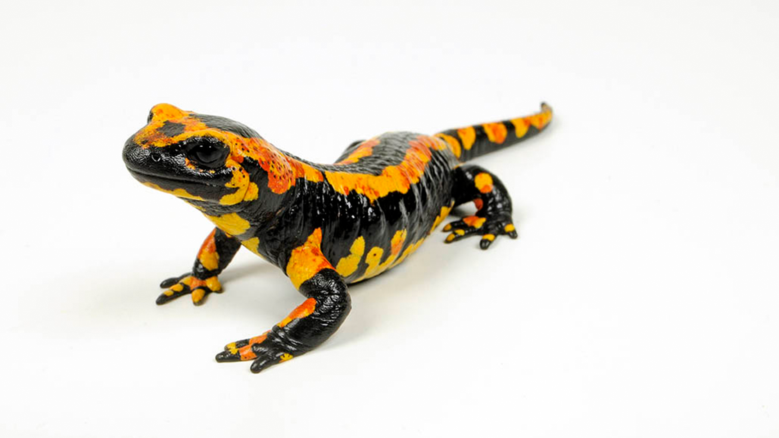 A tricolored fire salamander (Salamandra s. terrestris) from Solling | Benny Trapp 