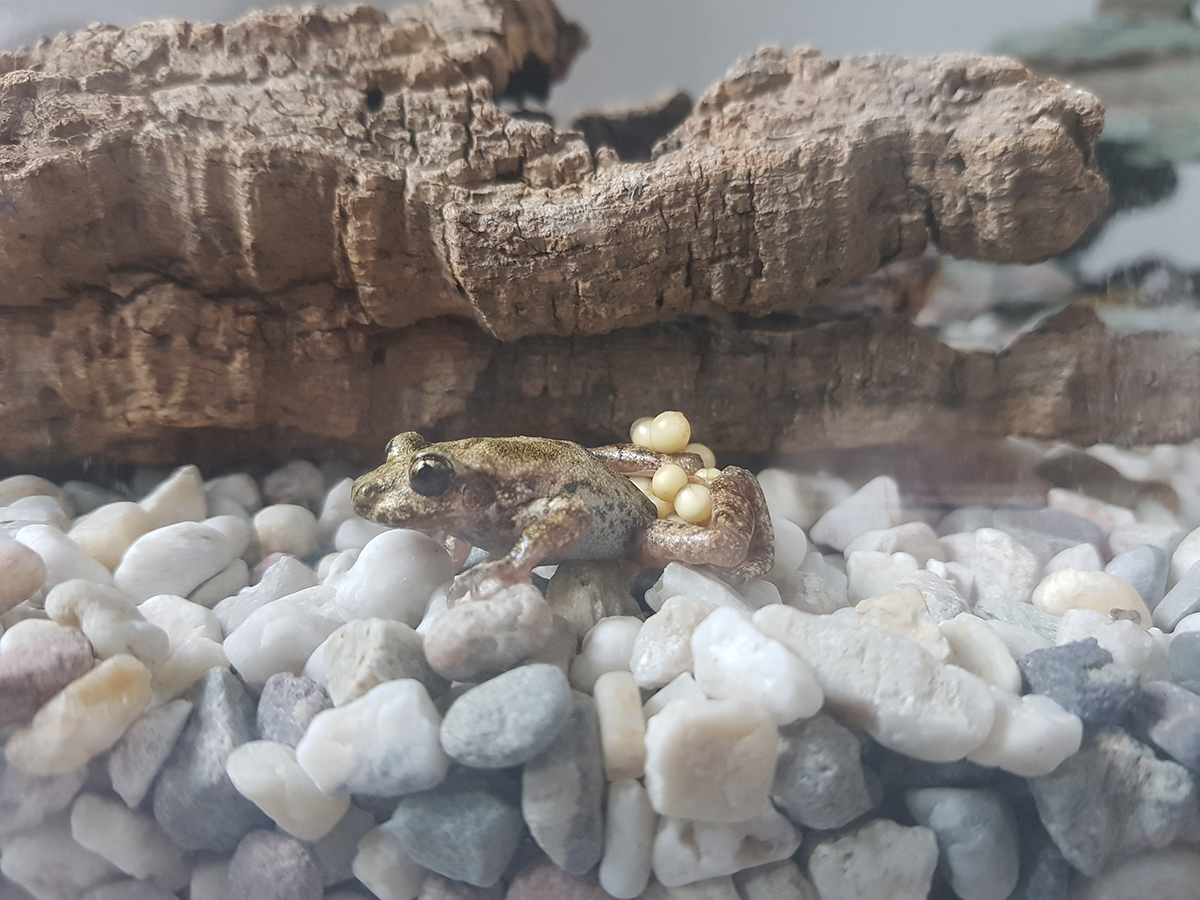 This male Alytes muletensis is eagerly contributing to the target numbers. The Mallorca midwife toads continue to reproduce well in the program | Sigrun Peil