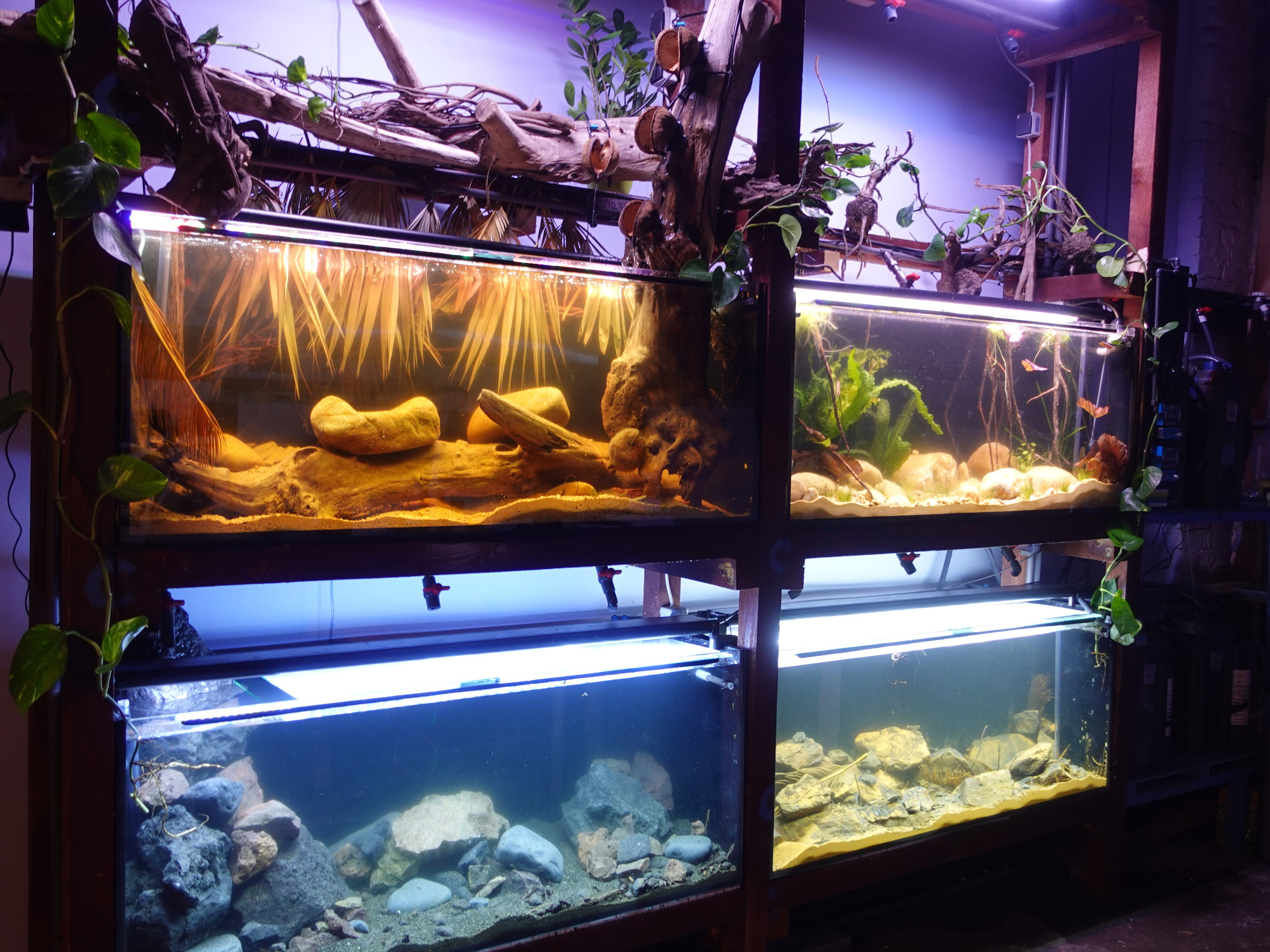 In one of these beautifully designed tanks, the first offspring of the Nosy Be cichlid succeeded within CC. | Tobias Conrad, Die Laichbude