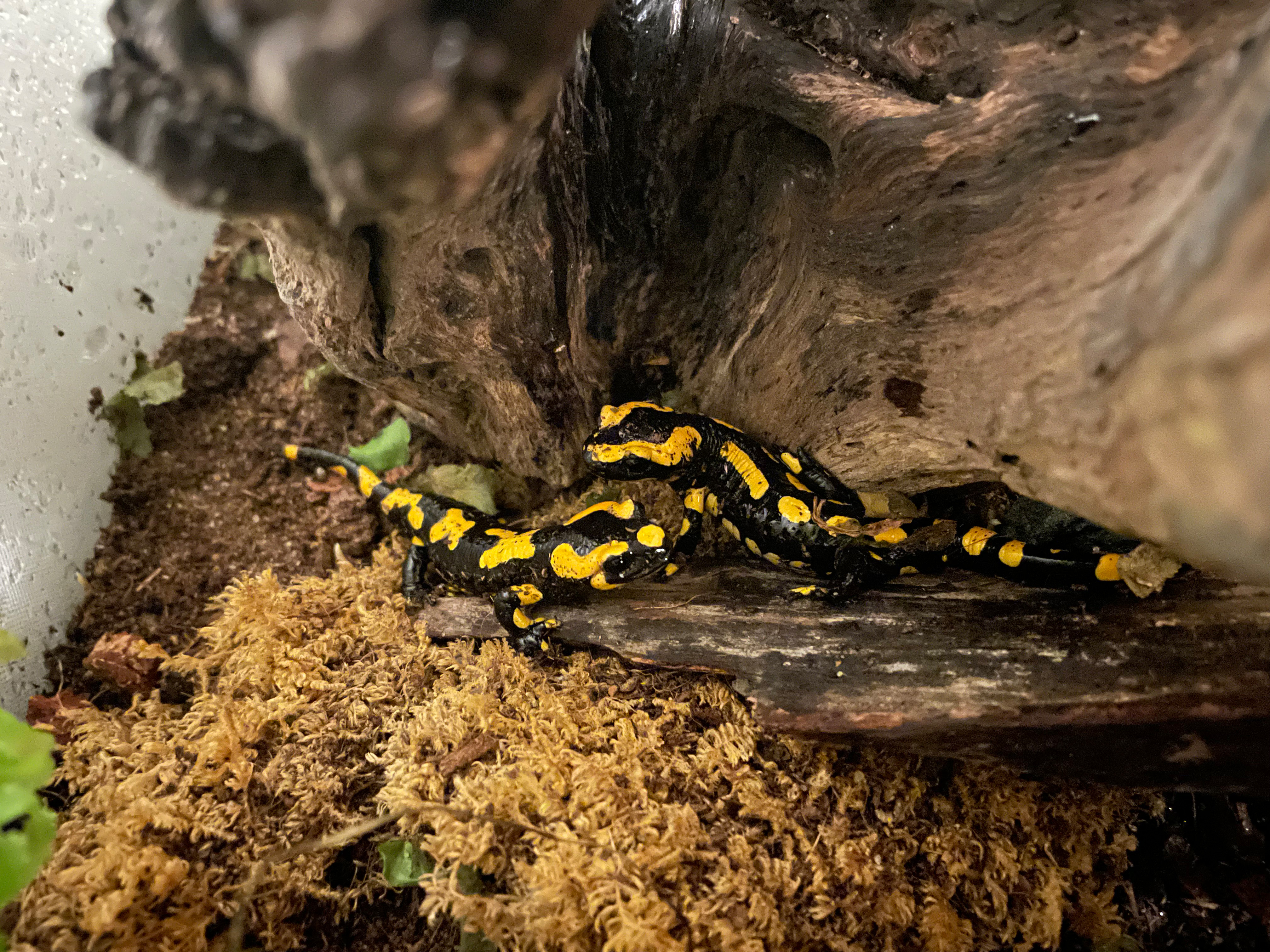 It is still too early to make any statements for the Central European Fire Salamanders, but we have been able to increase the number of individuals and keepers in the last six months. | Isabel Seyrling