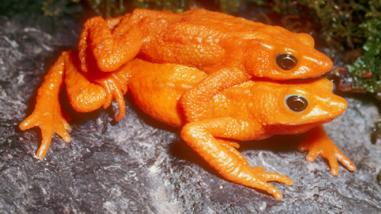 Stubfoot toads are known to spend exceptionally long periods in amplexus. This behavior will probably no longer be observed in Atelopus sorianoi from Venezuela - the species is considered probably extinct. | Enrique La Marca