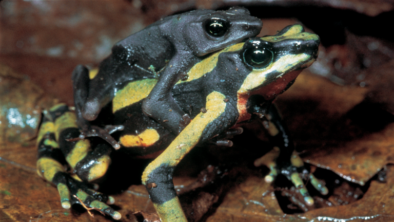 Auch diesen erstaunliche Unterschied zwischen kleinem, schwarzem Männchen und kräftigem, grün verziertem Weibchen bei dieser Atelopus varius ähnelnden, wohl unbeschriebenen Art aus Monteverde in Costa Rica kann man womöglich nur noch auf Fotos bestaunen. | Michael Franzen