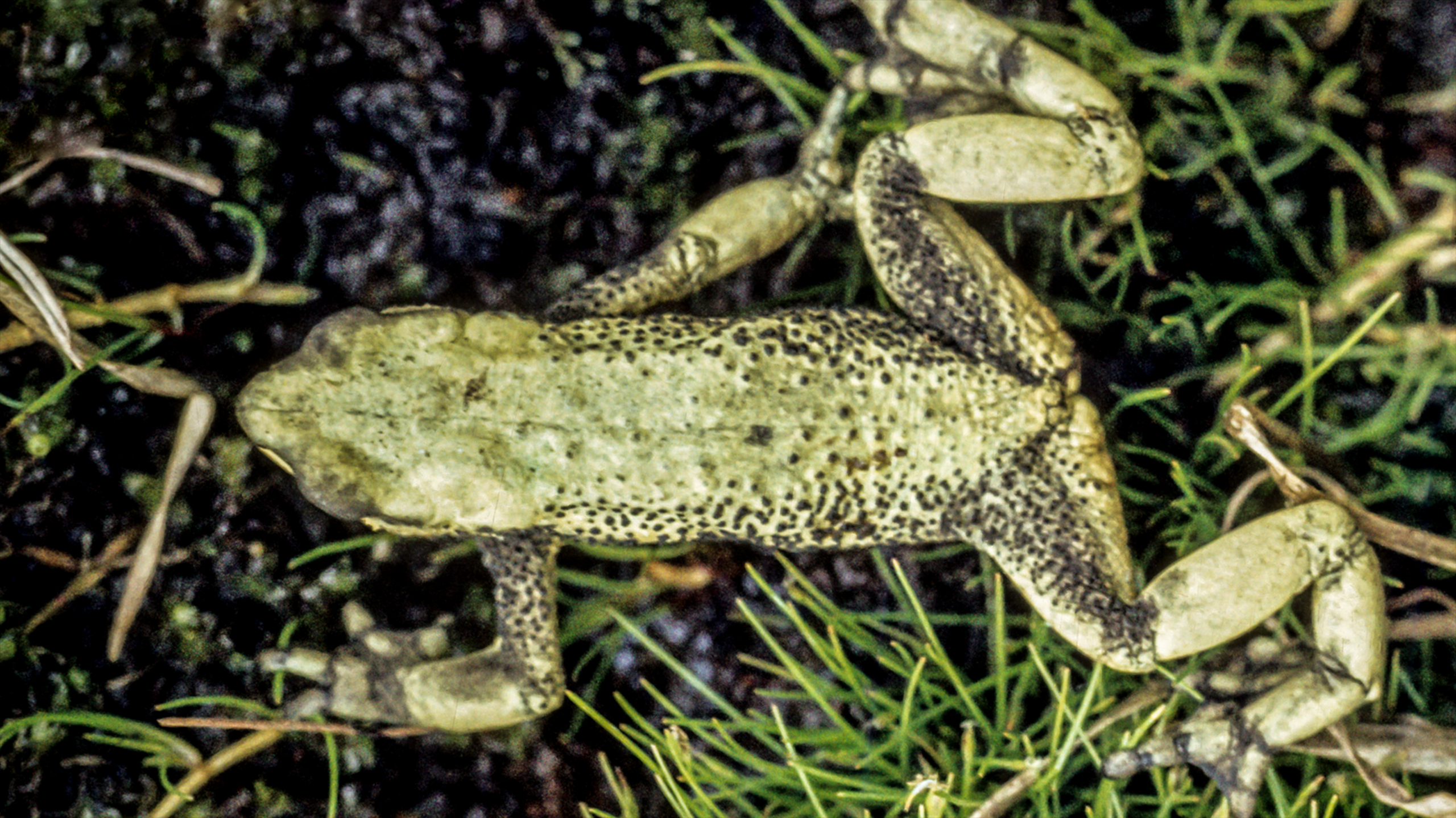 Disappeared without a trace since 1992: Atelopus pastuso from the highlands of Ecuador and Colombia | Luis Coloma, Centro Jambatu
