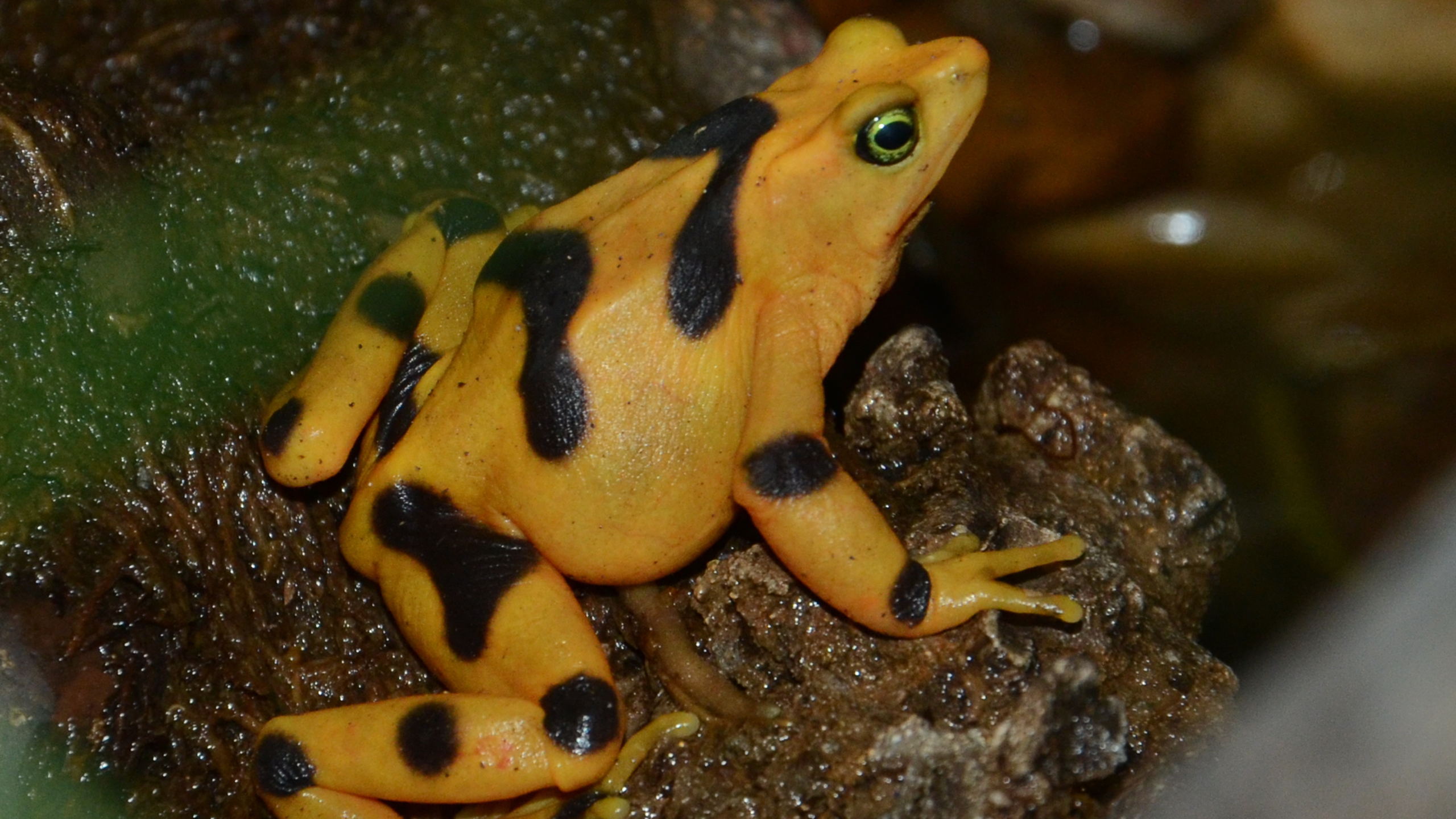 Der „goldene Frosch“ aus Panama, Atelopus zeteki, wurde seit 2009 nicht mehr in der Natur gefunden; zum Glück gibt es ein erfolgreiches Erhaltungszuchtprojekt für diese Art, das ihre Rettung bedeuten kann. | Heiko Werning