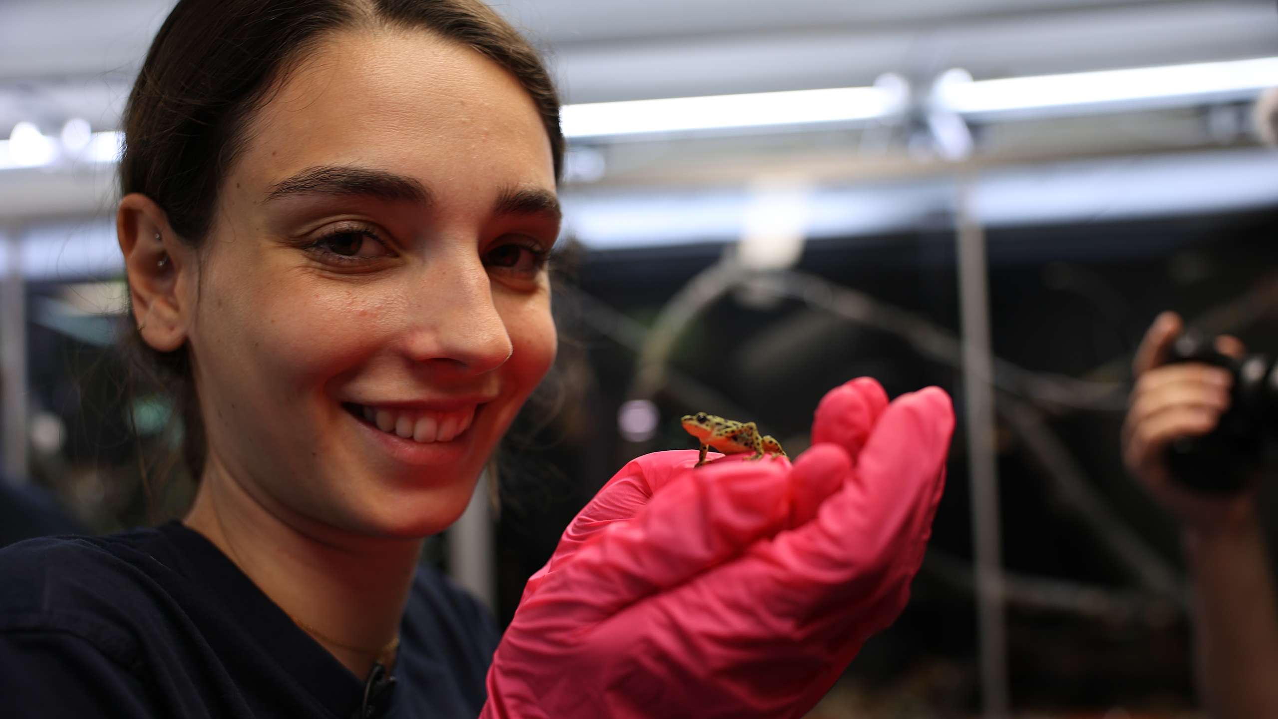 The future of a species in our hands: Camille Dufourt from Karlruhe Zoo with Rio pescado stumpy foot toad | Timo Deible, Zoo Karlsruhe