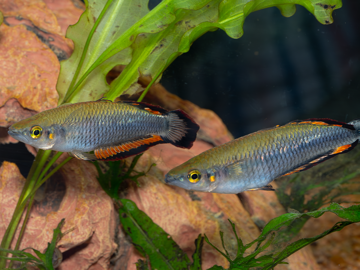 An aquarium exhibition in the event room of the Hotel Sonnenhof showed some endangered fish species, including the Madagascar rainbowfish and offspring of the Mangarahara cichlid from CC. | Kathrin Glaw