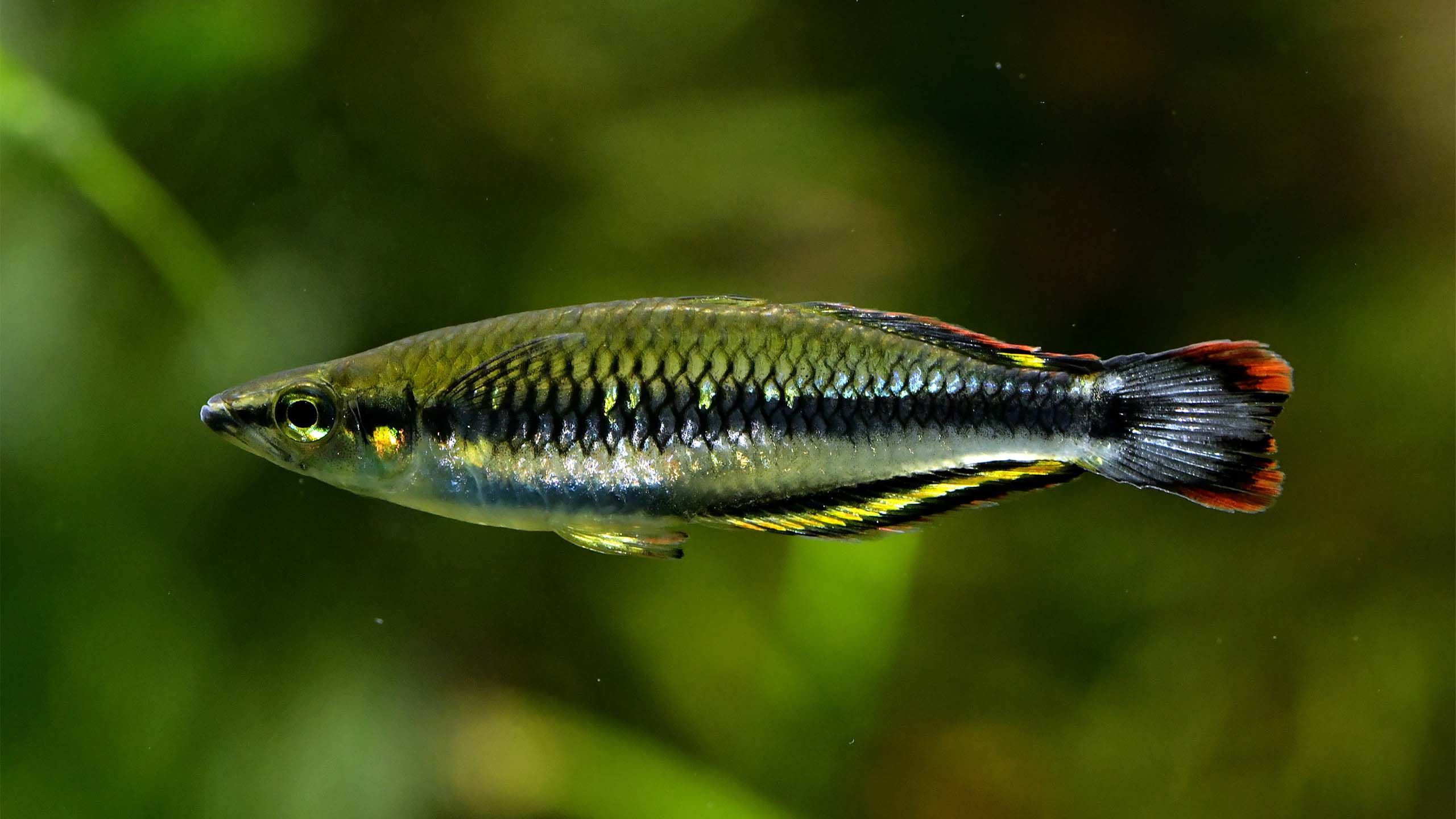 Das Bild zeigt einen Madagaskar-Ährenfisch, eine Art, die bei Wild at Home gemanagt werden kann.
