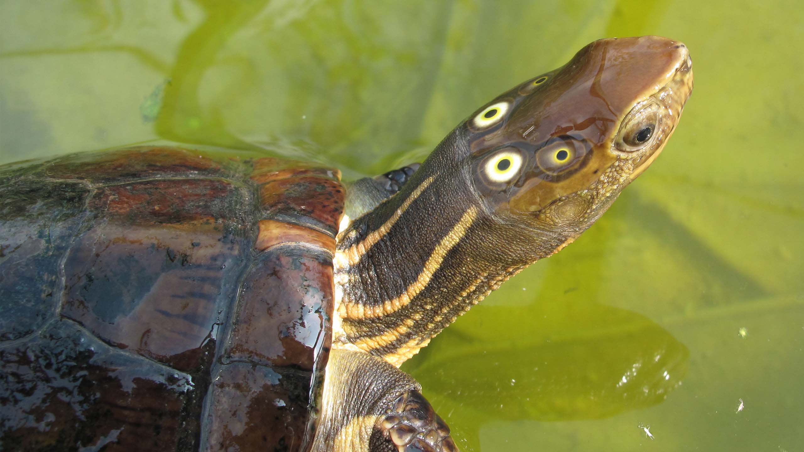 Das Bild zeigt eine vietnamesische Pfauenaugenschildkröte.