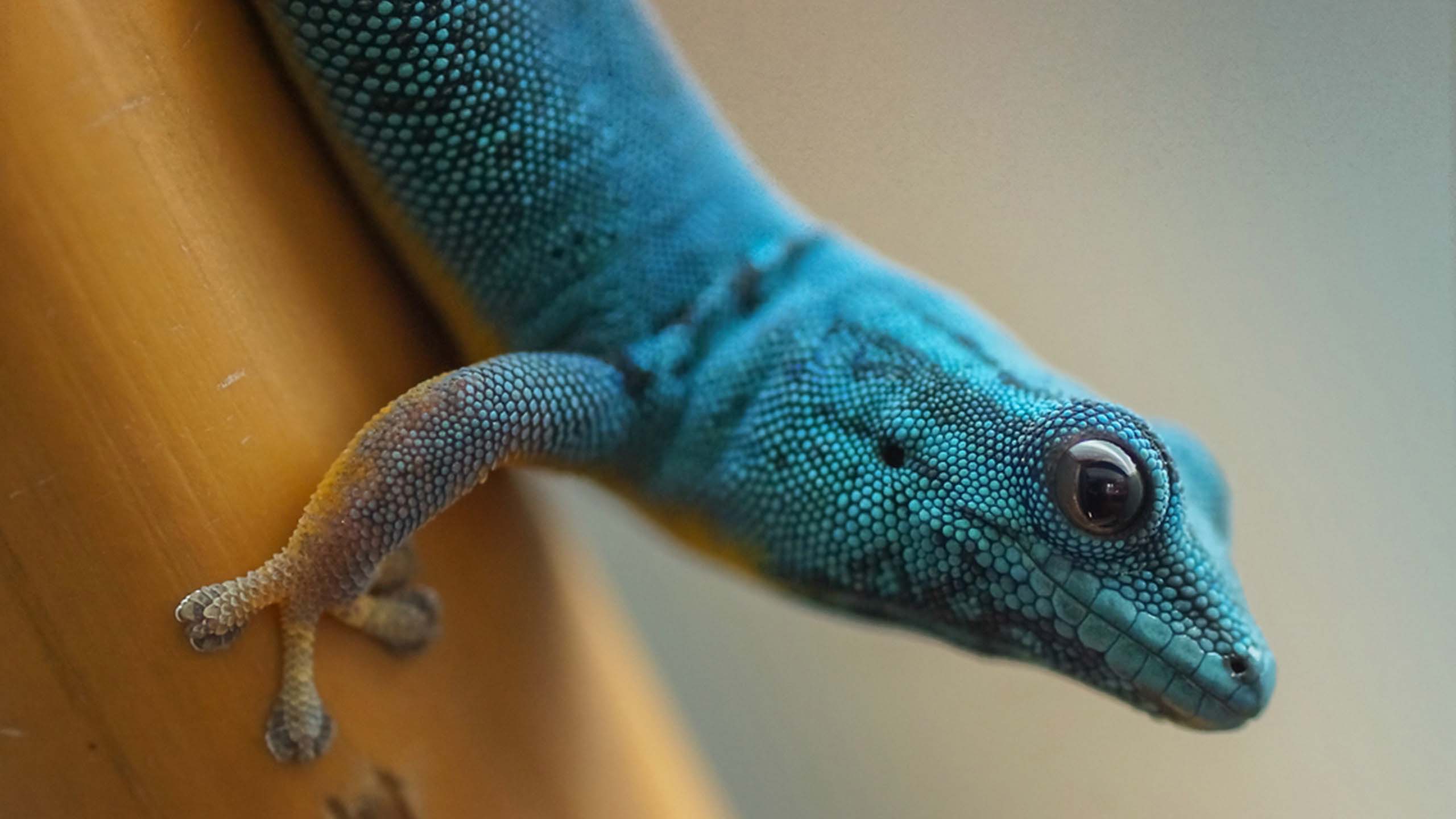 Das Bild zeigt einen himmelblauen Zwergtaggecko.