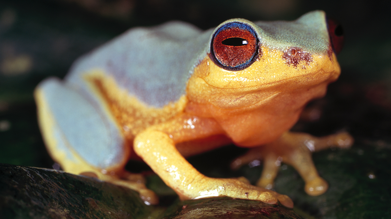 Ein Frosch mit hellblauem Rücken und gelber Unterseite. Der Frosch hat rote Augen.
