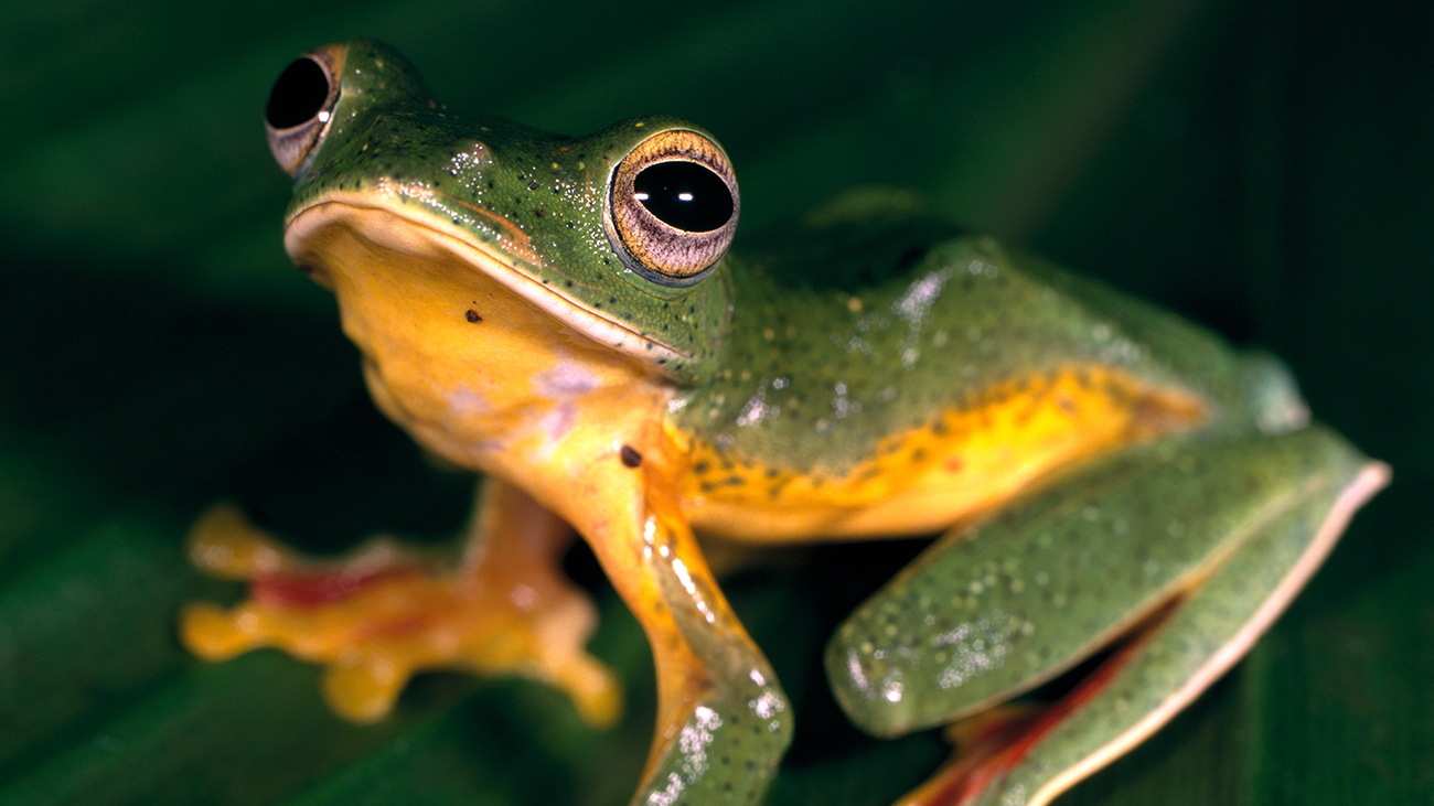 Ein Frosch mit grünem Rücken und gelber Unterseite