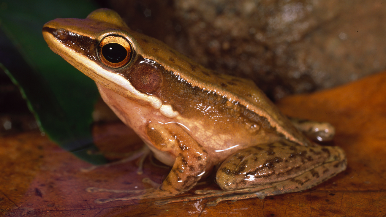 ein brauner Frosch mit mit hellem Streifen am Maul und der Rückenleiste