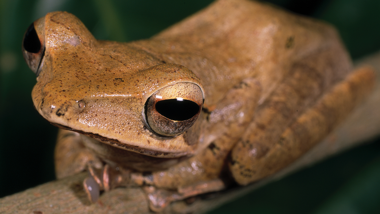 Ein hellbrauner Frosch mit dunkeln Augen und gut sichtbaren Saufnäpfen auf den Zehen.
