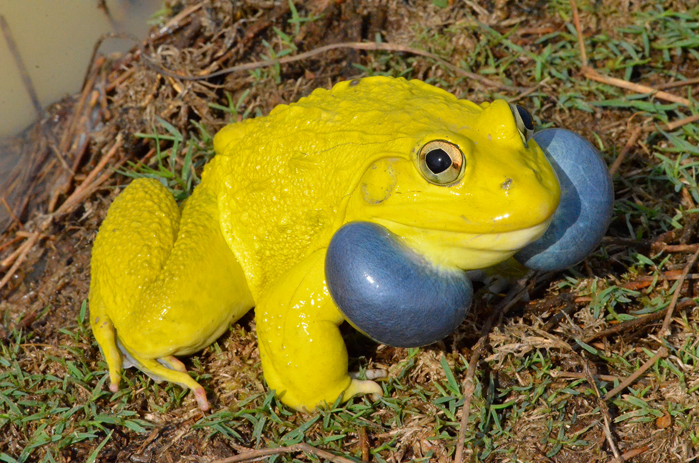Ein knallig gelber Frosch mit blauen Schallblasen