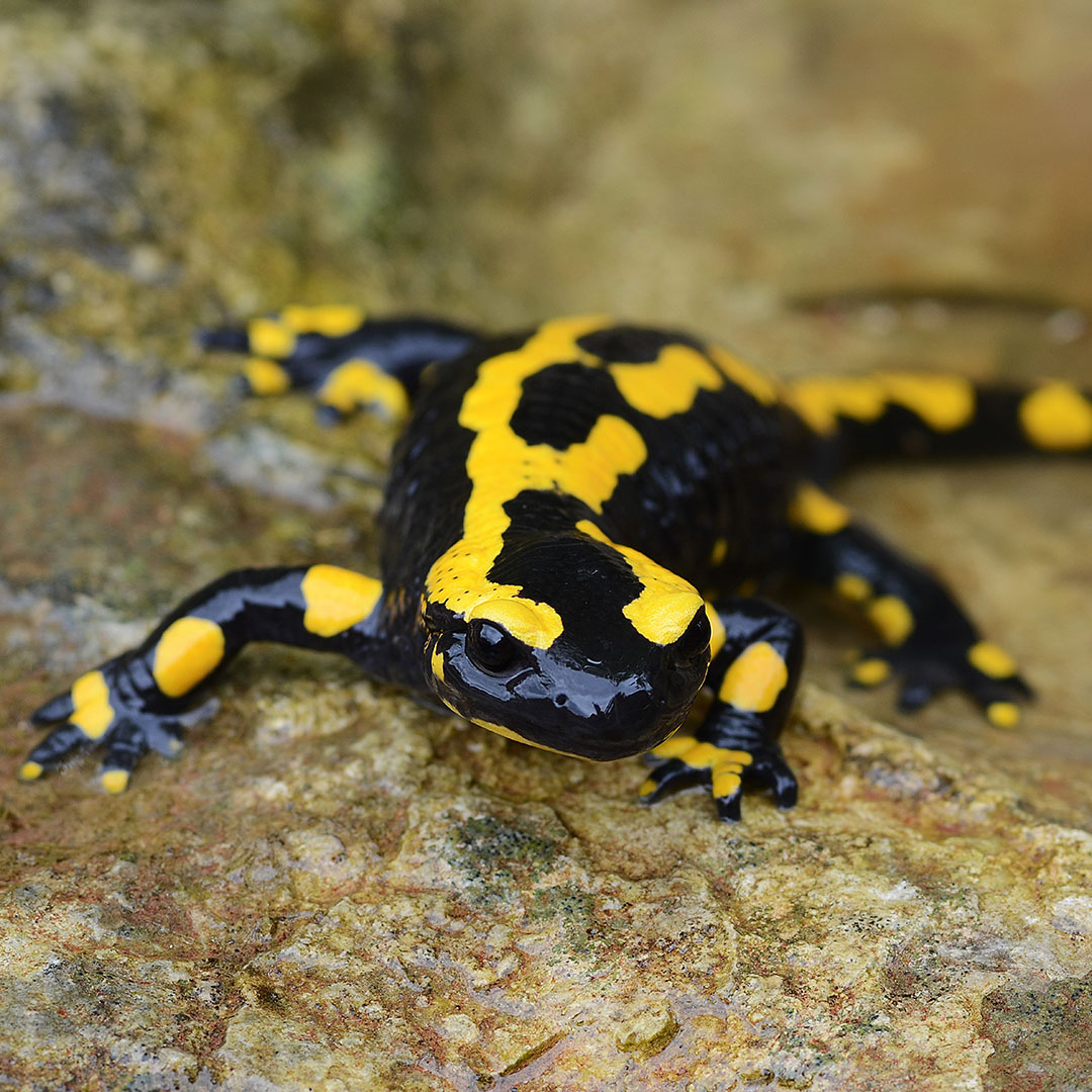The picture shows a fire salamander from the front.