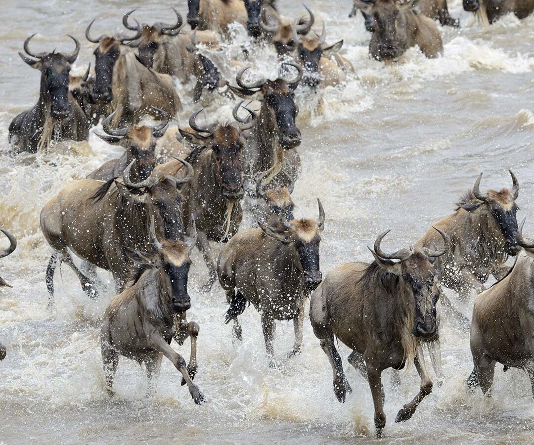 The photo shows a herd of running wildebeest. It is the teaser image for the CC team page.