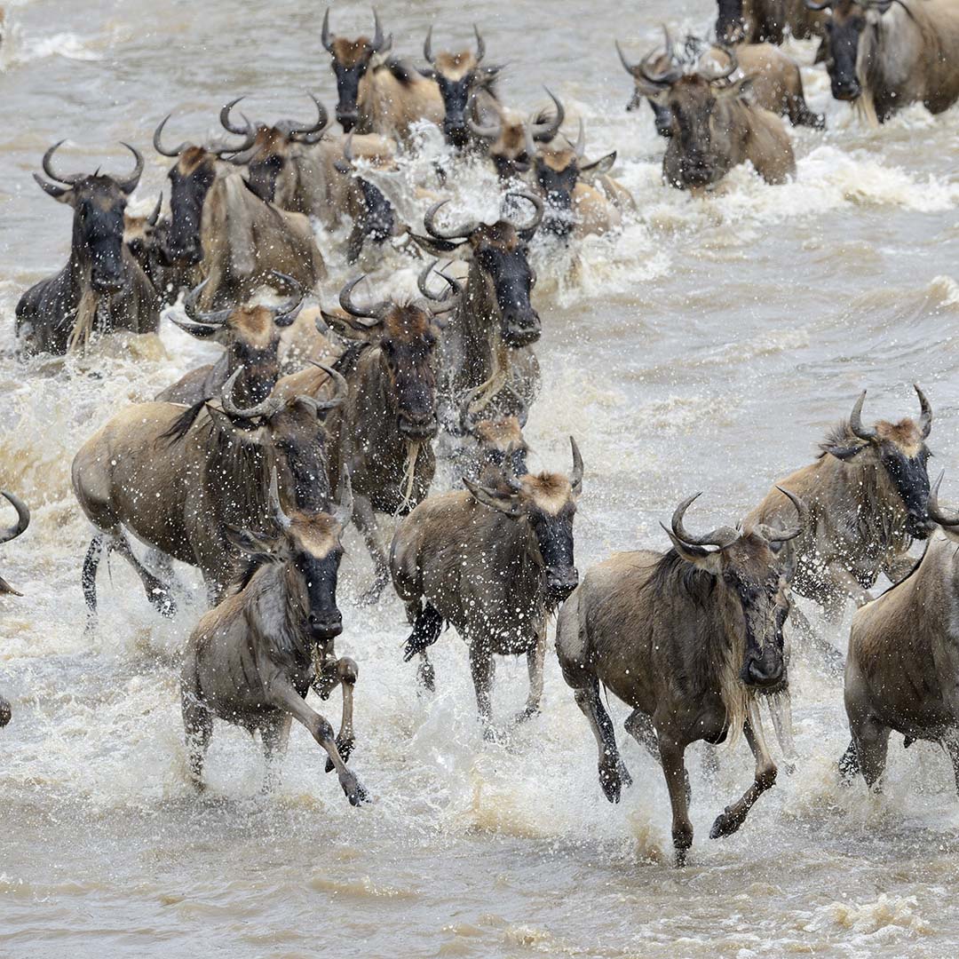 The photo shows a herd of running wildebeest. It is the teaser image for the CC team page.