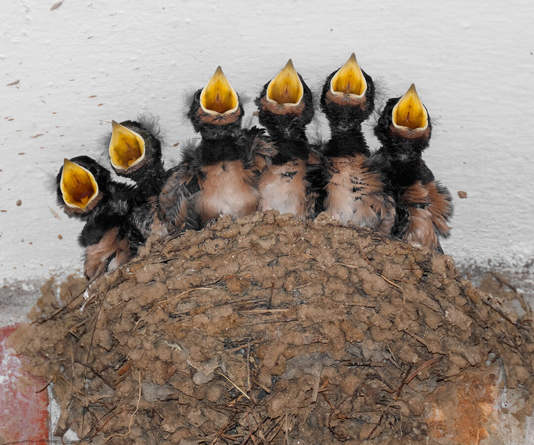The picture shows baby birds with open beaks. The picture can be found on the CC website support. 