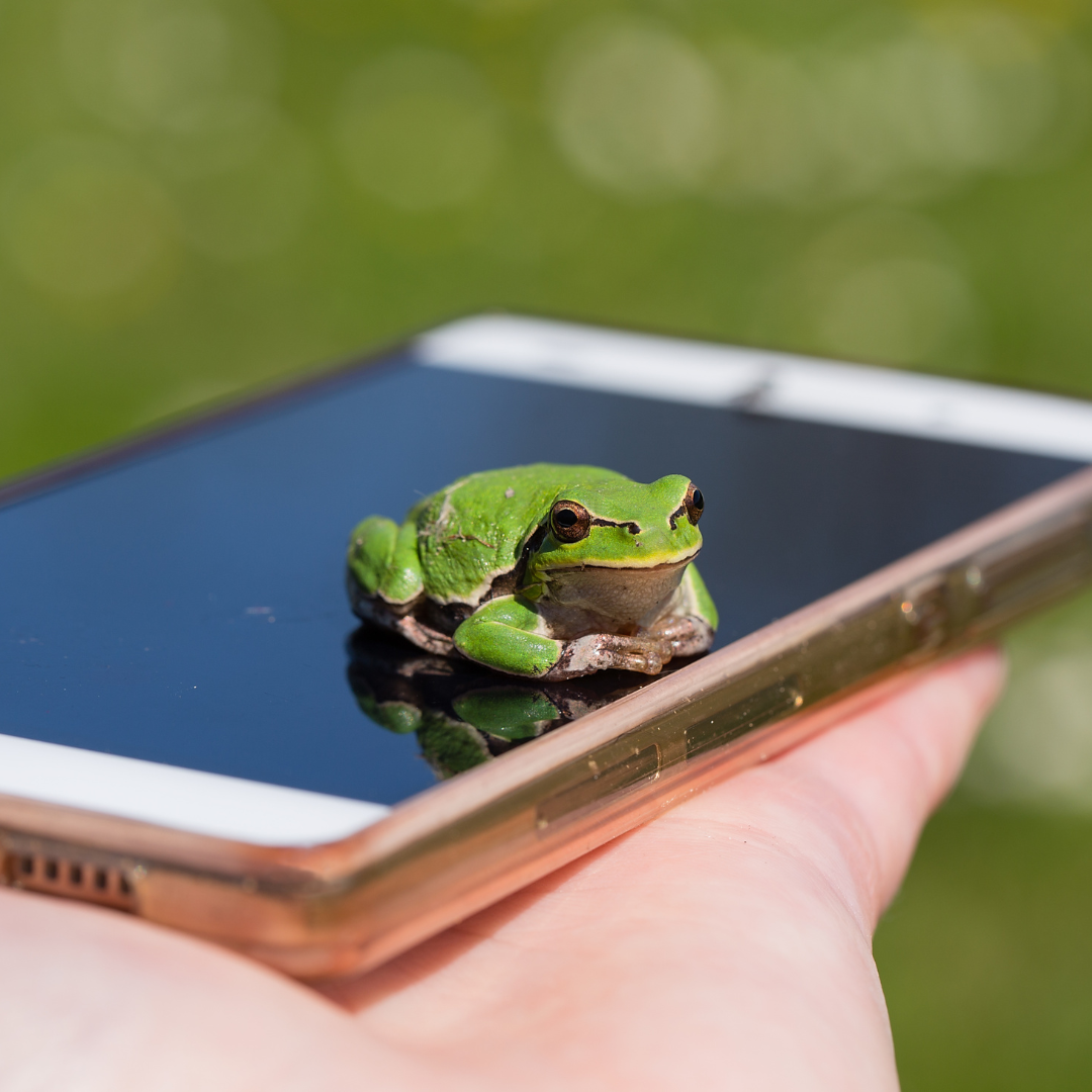 The picture shows a frog sitting on a smartphone. It is the teaser image on the Wild at Home page.