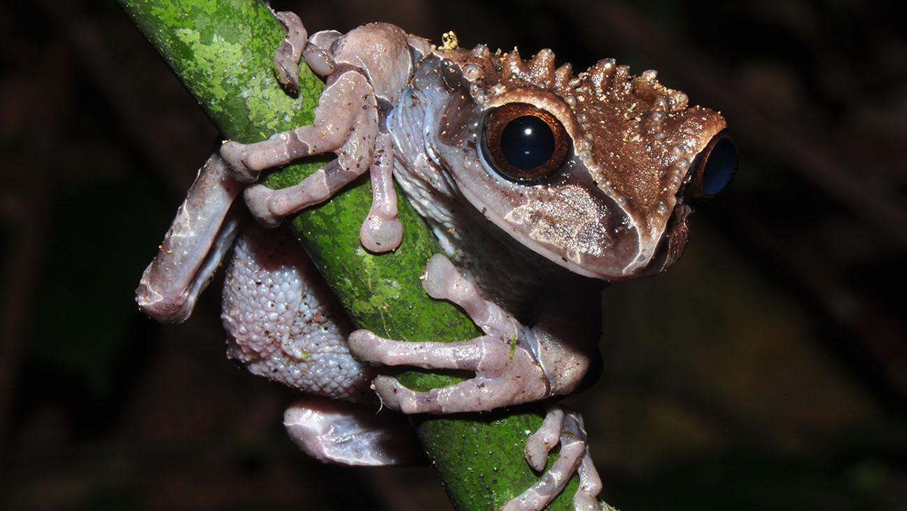 Saving a unique specimen Demonic Poison Frog