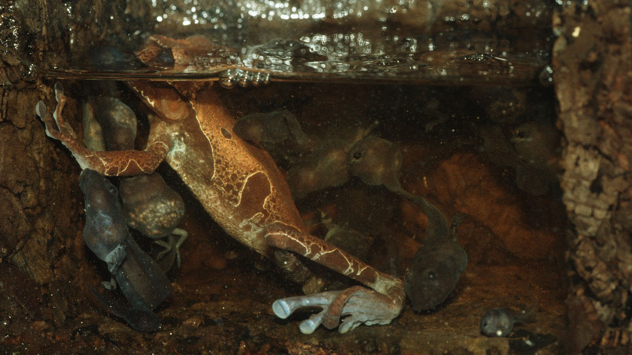 Saving a unique specimen Demonic Poison Frog