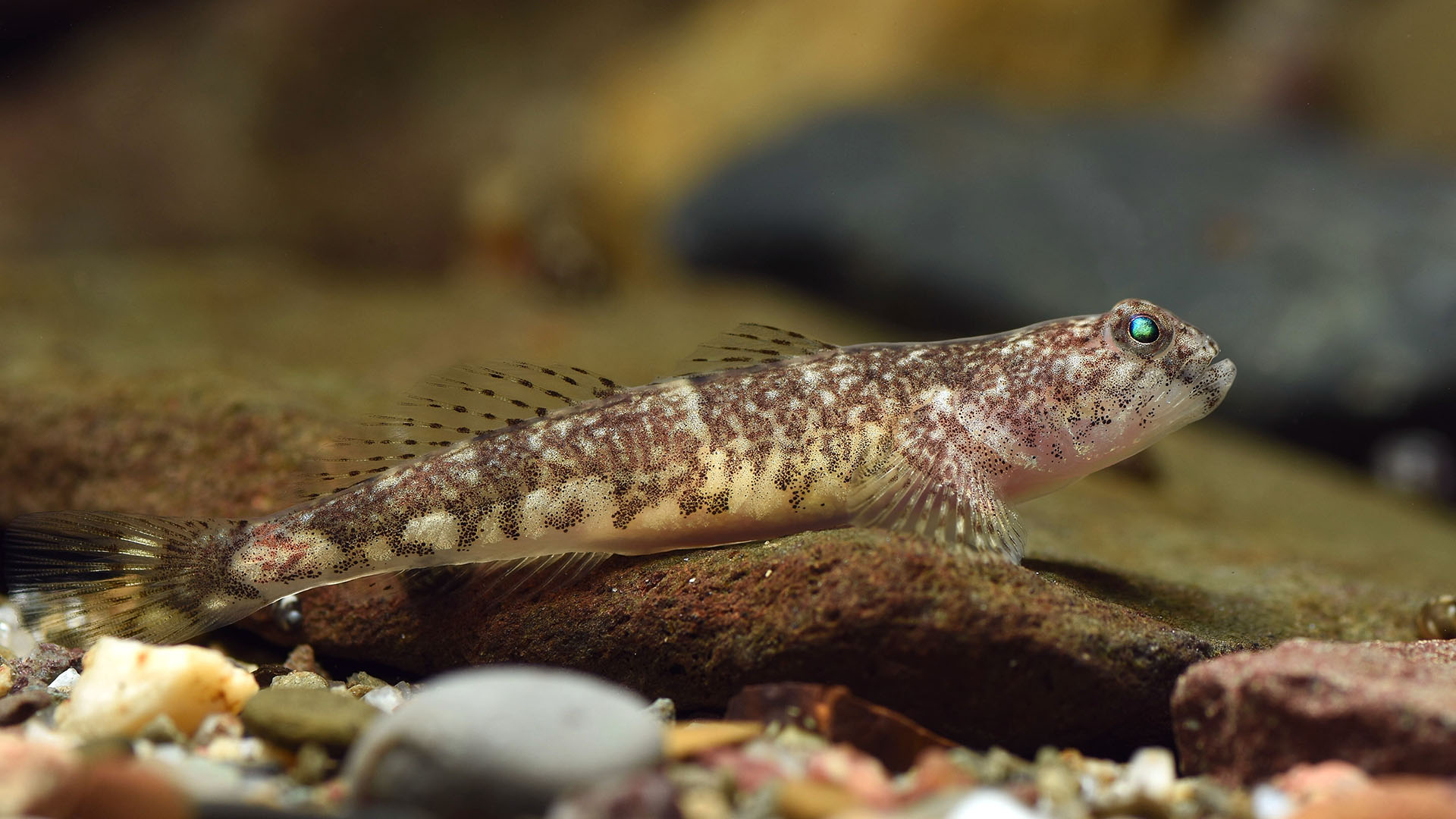 Goby